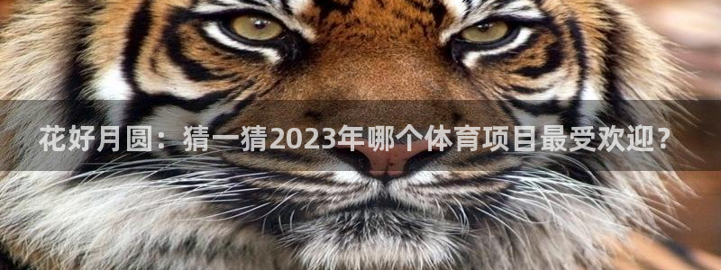 意昂平台注册入口：花好月圆：猜一猜2023年哪个体育项目最受欢迎？